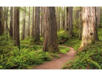 Vlies fotótapéta Redwood Trail 450 cm x 280 cm Vlies fotótapéta Redwood Trail 450 cm x 280 cm