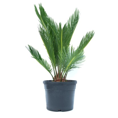 GROW by OBI japán cikász magasság kb. 20 cm cserép kb. 3 l Cycas revoluta