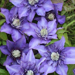 Közelkép a Waldrebe Multi Blue (Clematis Hybride) kék virágairól.