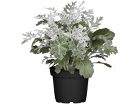 GROW by OBI holdviola 