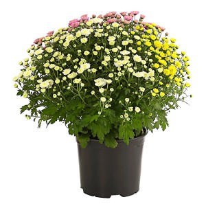 Őszi krizantém Trio cserépben, kb. 14 cm Ø, sárga, fehér és rózsaszín virágokkal.
