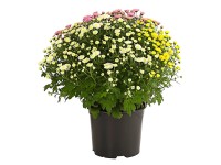 Trio őszi krizantém cserépátmérő kb. 14 cm Chrysanthemum indicum Trio őszi krizantém cserépátmérő kb. 14 cm Chrysanthemum indicum