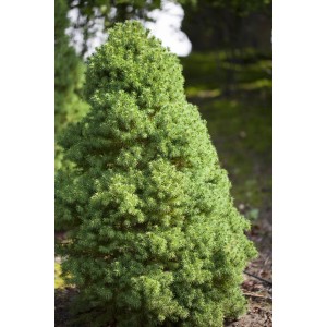 Zöld 'Conica' törpefenyő cserépben, kb. 20-30 cm magas. Ideális szoliter növényként.