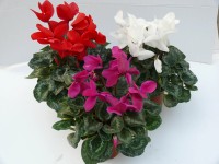 Ciklámen 13 cm-es cserépben Ciklámen 13 cm-es cserépben