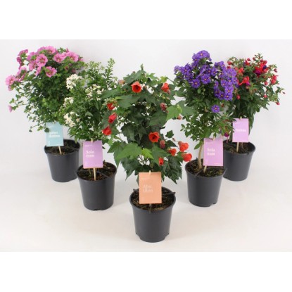 Cserepes növények mini törzsön cserépátmérő körülbelül 14 cm