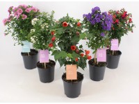 Cserepes növények mini törzsön cserépátmérő körülbelül 14 cm