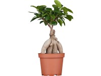 Kínai Füge Ginseng bonsai cserépátmérő kb. 12 cm Ficus