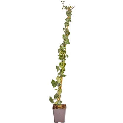Nagylevelű ír borostyán készlet 50 darab magasság 80-100 cm cserép kb. 1,5 l
