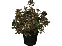 OBI Königstein japán havasszépe lila magasság kb. 5-10 cm cse. kb. 2 l Azalea