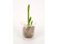 Amarillisz üveg kaspóban cserépátmérő: kb. 15 cm Amarillisz üveg kaspóban cserépátmérő: kb. 15 cm