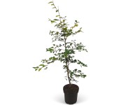 Bükk készlet 100 darab magasság kb. 80-100 cm cserép kb. 2 l Fagus sylvatica