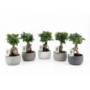 Különböző Bonsai Ficus "Ginseng" Classic Stone edényekben, cserép-Ø kb. 16 cm.