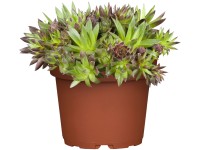 OBI kövirózsa cserépátmérő: kb. 13 cm Sempervivum