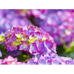 Közeli kép egy lila-rózsaszín kerti hortenziáról (Hydrangea macrophylla), zöld kiemelésekkel.