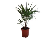 GROW by OBI kínai kenderpálma magasság kb. 60 cm - 80 cm Trachycarpus fortunei GROW by OBI kínai kenderpálma magasság kb. 60 cm - 80 cm Trachycarpus fortunei