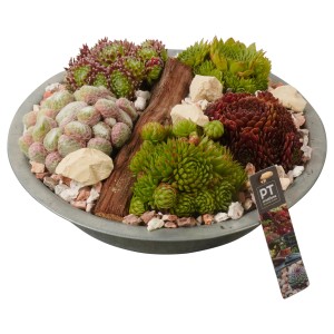 Varjúháj elrendezés cinktálban, különböző Sempervivum fajták és kövek. Átmérő kb. 31 cm.