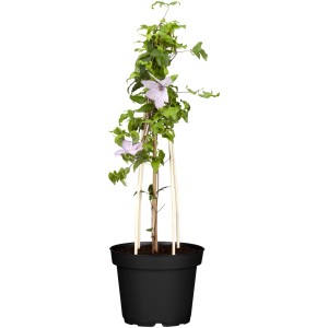 Rózsaszín Clematis Hagley Hybrid cserépben, támasztékkal. Finom virágú szőlő.