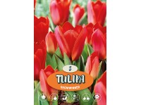 Showwinner tulipán Showwinner tulipán