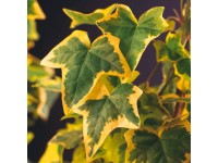 Borostyán zöld cserépátmérő: kb. 9 cm Borostyán zöld cserépátmérő: kb. 9 cm