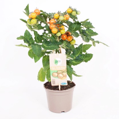 GROW by OBI fürtös paradicsom narancsszínű cserép Ø 14 cm Solanum lycopersicum