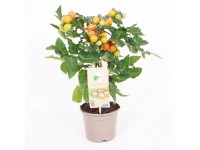 GROW by OBI fürtös paradicsom narancsszínű cserép Ø 14 cm Solanum lycopersicum