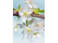 Komar nemszőtt fotótapéta Blossom 184 cm x 248 cm FSC