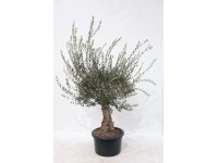 GROW by OBI olajfa tő magasság kb. 150-175 cm cserépátmérő kb. 60 cm GROW by OBI olajfa tő magasság kb. 150-175 cm cserépátmérő kb. 60 cm