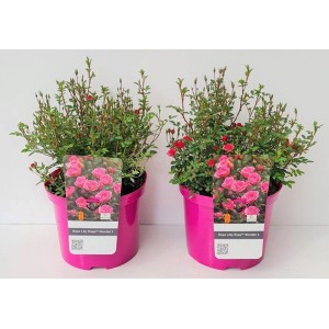 Két GROW by OBI törperózsa LillyRose rózsaszín cserépben, kb. 40-50 cm magas.