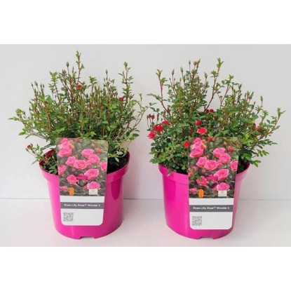 GROW by OBI minirózsa magasság kb. 40 cm - 50 cm LillyRose fehér