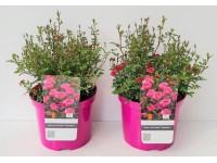 GROW by OBI minirózsa magasság kb. 40 cm - 50 cm LillyRose fehér GROW by OBI minirózsa magasság kb. 40 cm - 50 cm LillyRose fehér