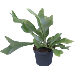 Agancspáfrány (Platycerium bifurcatum) cserépben, dekoratív zöld növény világos helyekre.