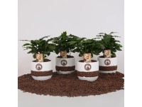 Kávécserje kerámiacserépben cserépátmérő kb. 12 cm Coffea arabica