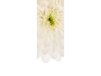 Komar nemszőtt fotótapéta Beautiful 100 cm x 280 cm