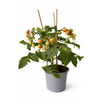 Kompakt T13 koktélparadicsom (Solanum lycopersicum)