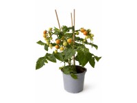 Kompakt T13 koktélparadicsom (Solanum lycopersicum)