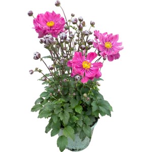 Rózsaszín őszi rózsa cserépben, kb. 35 cm magas. Őszi rózsa rózsaszín virágokkal.