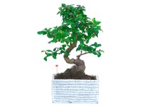 Easy Care bonsai, cserépátmérő: kb. 17 cm Easy Care bonsai, cserépátmérő: kb. 17 cm