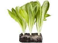 Római saláta 6-os tálca földlabdás kb. 2 x 2 cm Lactuca sativa var. longifolia