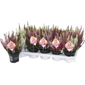 Ötszínű Heather Beauty Ladies cserépben, hangák és Callunák keveréke.