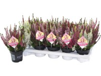 Közönséges csarab 