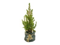 Díszített cukorsüvegfenyő jutazsákkal bevont cserépben Ø kb. 19 cm Picea glauca