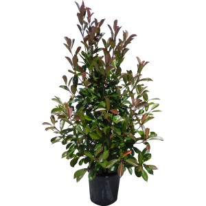 Fényeslevelű madárbirs Red Robin cserépben, kb. 150-175 cm magas, piros és zöld levelekkel.
