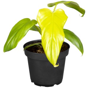 Cserepes Philodendron 'Malay Gold': Ennek a zöld növénynek az aranysárga levelei színt visznek otthonába.