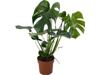 GROW by OBI könnyezőpálma mag. kb. 60-75 cm cs. átm. kb. 17 cm Monstera Delic.