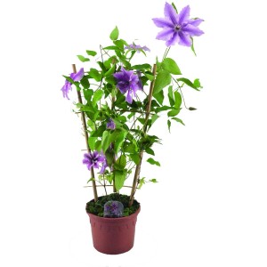 Virágzó Clematis (t.b.t.) cserépben, támasztékkal. Lila virágok és zöld levelek.