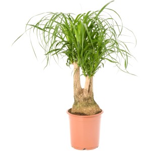 Elágazó elefántláb (Beaucarnea recurvata) cserépben, magassága 60-70 cm. Szobanövény zöld levelekkel.