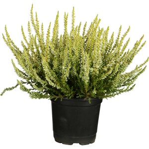 Színes hangafű keverék cserépben, kb. 13 cm Ø. Télálló Calluna vulgaris ágyásokba, erkélyekre és teraszokra.