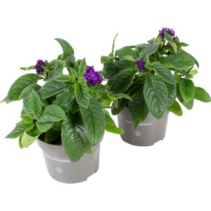 Két cserepes vaníliavirág, Heliotropium arborescens kék virágokkal, álló növények a kertbe.