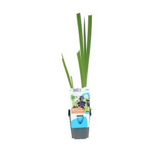Fekete Gamecock nőszirom cserépben, sötétlila virág, alkalmas tavi ültetésre.
