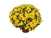 Krizantém (Chrysanthemum)